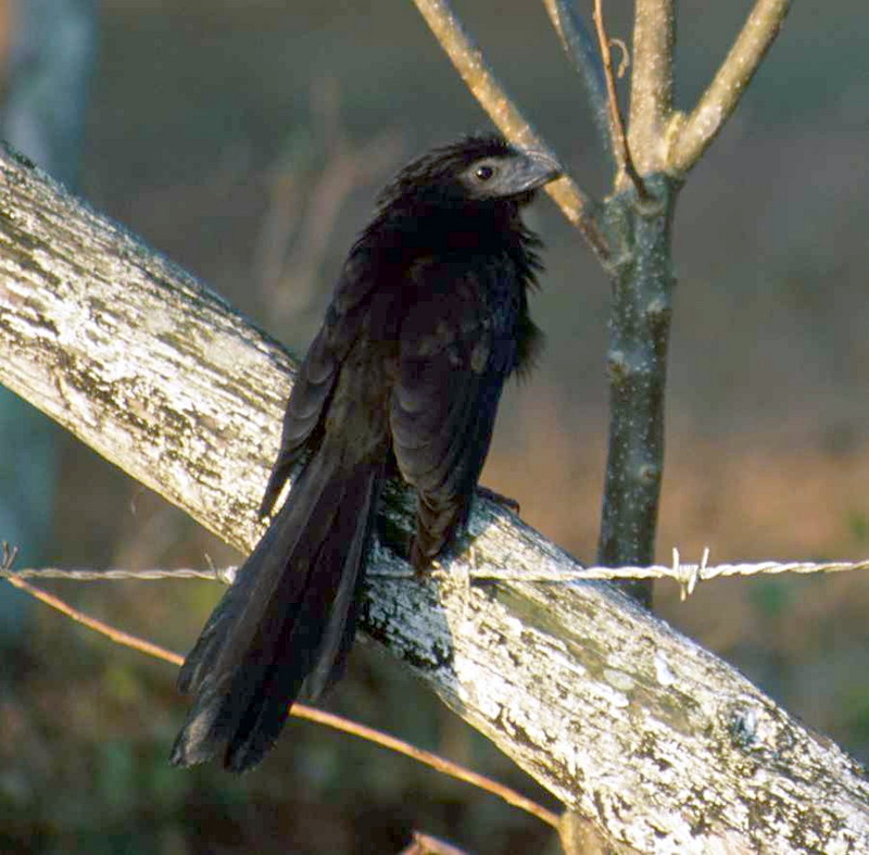 Anis (Family: Crotophagidae) - Wiki; DISPLAY FULL IMAGE.