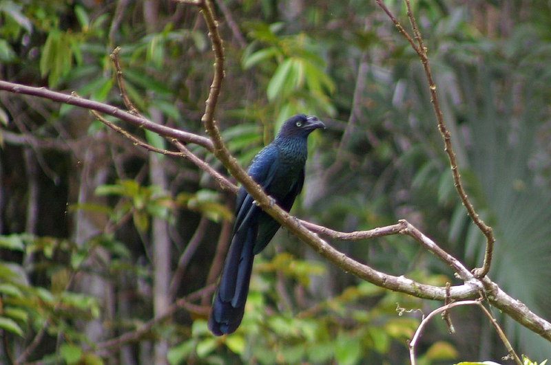 Greater Ani (Crotophaga major) - Wiki; DISPLAY FULL IMAGE.