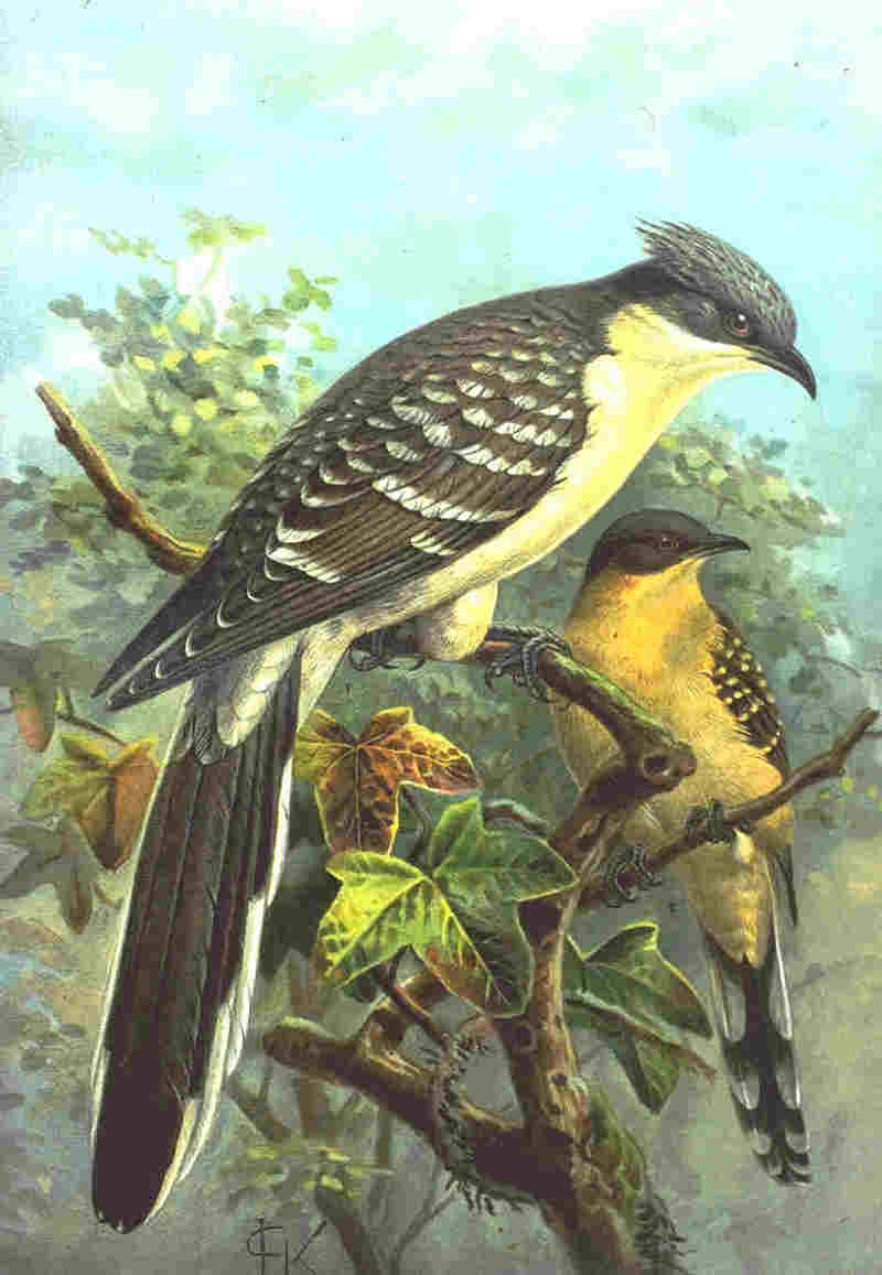 Great Spotted Cuckoo (Clamator glandarius) - Wiki; DISPLAY FULL IMAGE.