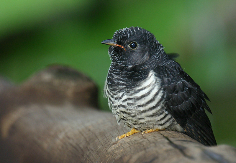 Red-chested Cuckoo (Cuculus solitarius) - Wiki; DISPLAY FULL IMAGE.