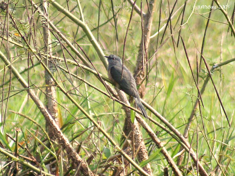 Plaintive Cuckoo (Cacomantis merulinus) - Wiki; DISPLAY FULL IMAGE.