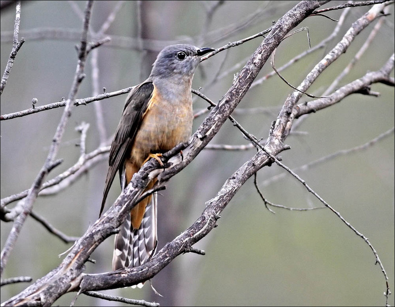 Brush Cuckoo (Cacomantis variolosus) - Wiki; DISPLAY FULL IMAGE.
