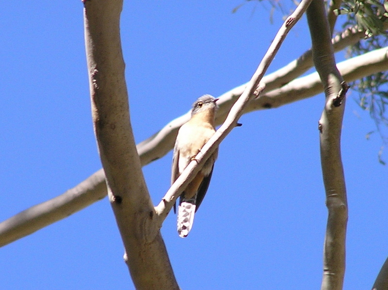Fan-tailed Cuckoo (Cacomantis flabelliformis) - Wiki; DISPLAY FULL IMAGE.