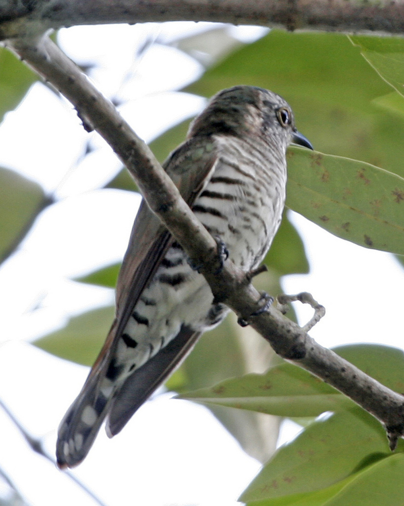 Little Bronze-Cuckoo (Chrysococcyx minutillus) - Wiki; DISPLAY FULL IMAGE.