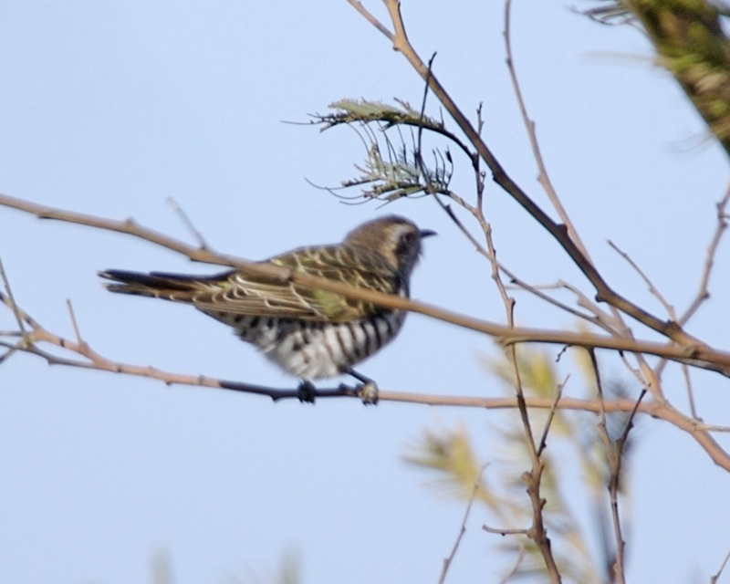 Horsfield's Bronze-Cuckoo (Chrysococcyx basalis) - Wiki; DISPLAY FULL IMAGE.