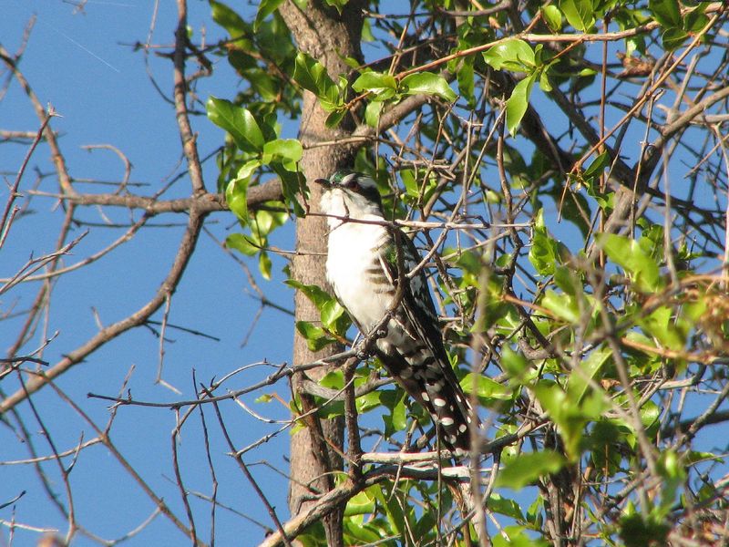 Dideric Cuckoo (Chrysococcyx caprius) - Wiki; DISPLAY FULL IMAGE.