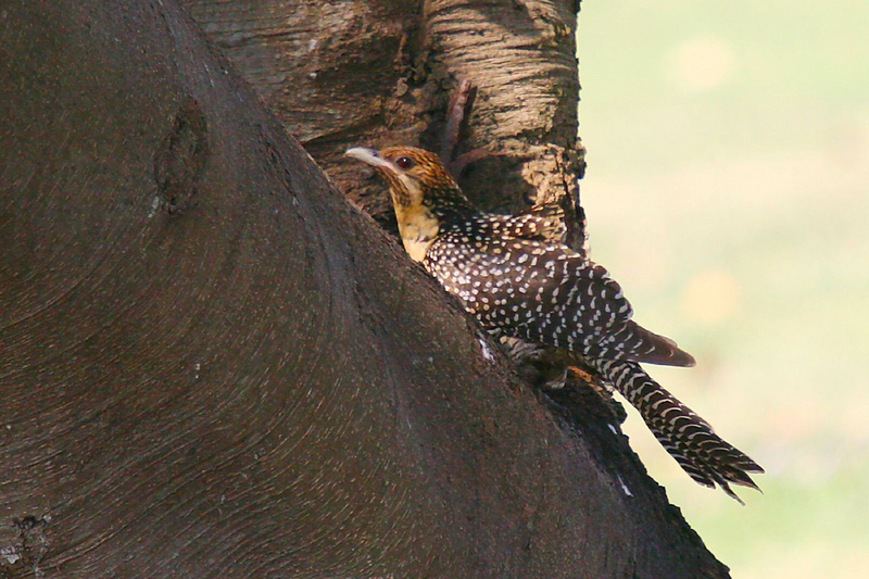 Australian Koel, Eudynamys cyanocephalus - immature; DISPLAY FULL IMAGE.