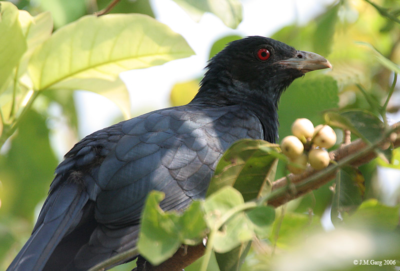 Koel (Family: Cuculidae) - Wiki; DISPLAY FULL IMAGE.