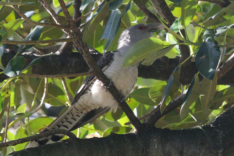 Channel-billed Cuckoo (Scythrops novaehollandiae) - Wiki; DISPLAY FULL IMAGE.
