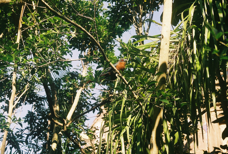 Chestnut-breasted Malkoha (Phaenicophaeus curvirostris) - Wiki; DISPLAY FULL IMAGE.