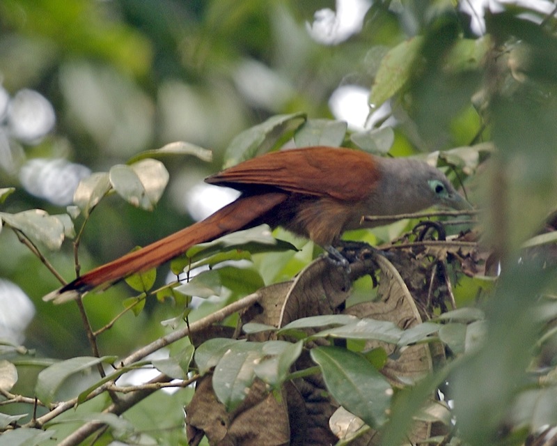 Raffles's Malkoha (Phaenicophaeus chlorophaeus) - Wiki; DISPLAY FULL IMAGE.