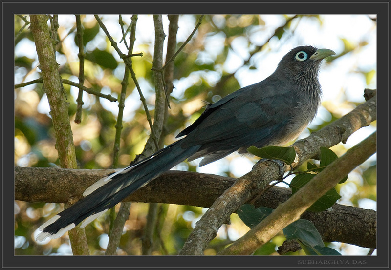 Blue-faced Malkoha (Phaenicophaeus viridirostris) - Wiki; DISPLAY FULL IMAGE.