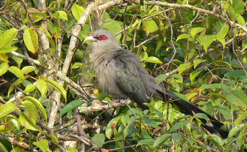 Green-billed Malkoha, Phaenicophaeus tristis; DISPLAY FULL IMAGE.