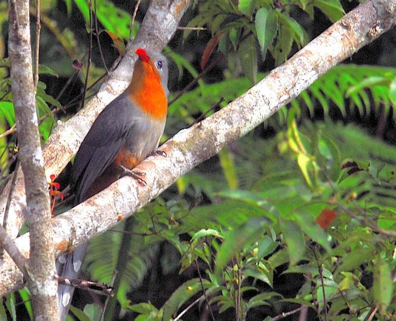 Red-billed Malkoha (Phaenicophaeus javanicus) - Wiki; DISPLAY FULL IMAGE.
