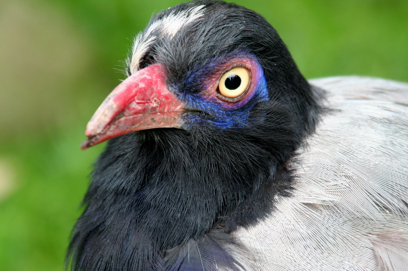 Coral-billed Ground-cuckoo (Carpococcyx renauldi) - Wiki; DISPLAY FULL IMAGE.