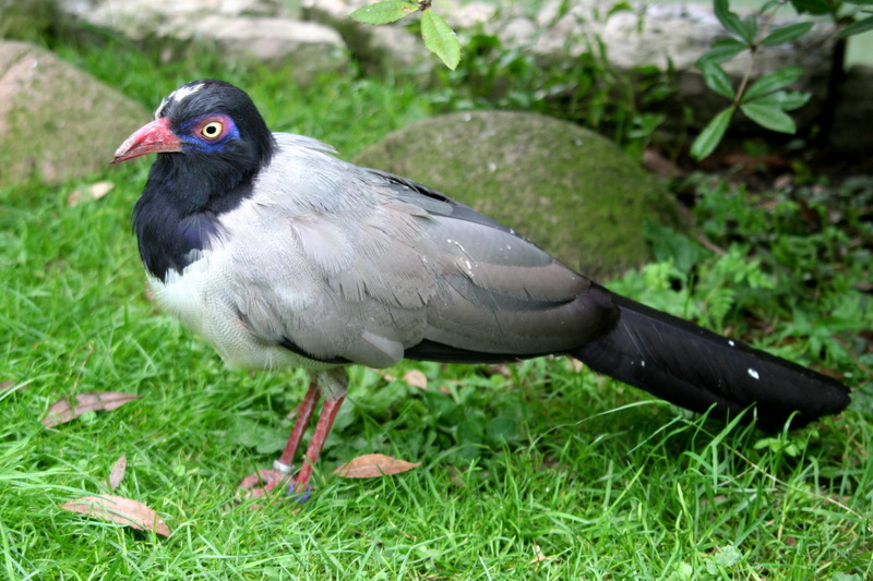 Ground-cuckoo (Family: Cuculidae); DISPLAY FULL IMAGE.