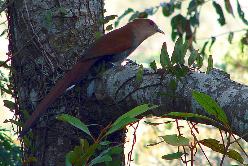 Squirrel Cuckoo (Piaya cayana) - Wiki; DISPLAY FULL IMAGE.