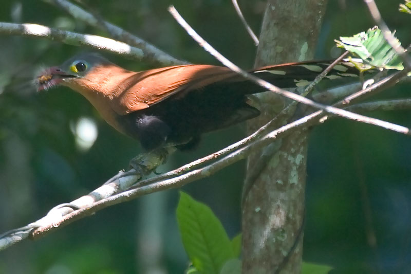 Black-bellied Cuckoo (Piaya melanogaster) - Wiki; DISPLAY FULL IMAGE.