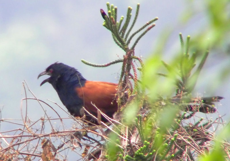 Lesser Coucal (Centropus bengalensis) - Wiki; DISPLAY FULL IMAGE.