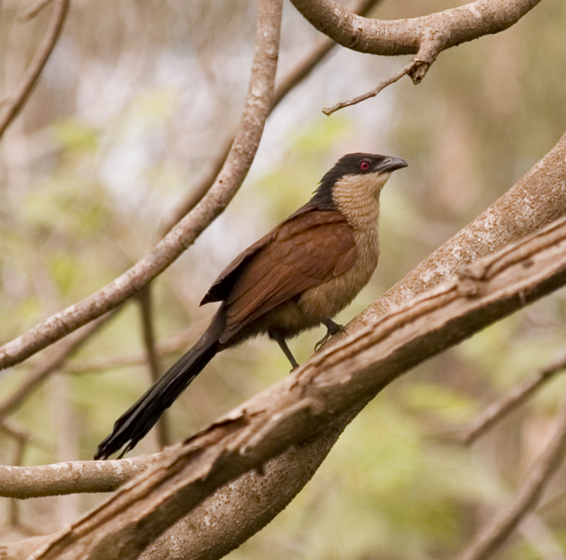 Coucal (Genus: Centropus, a kind of cuckoos) - Wiki; DISPLAY FULL IMAGE.