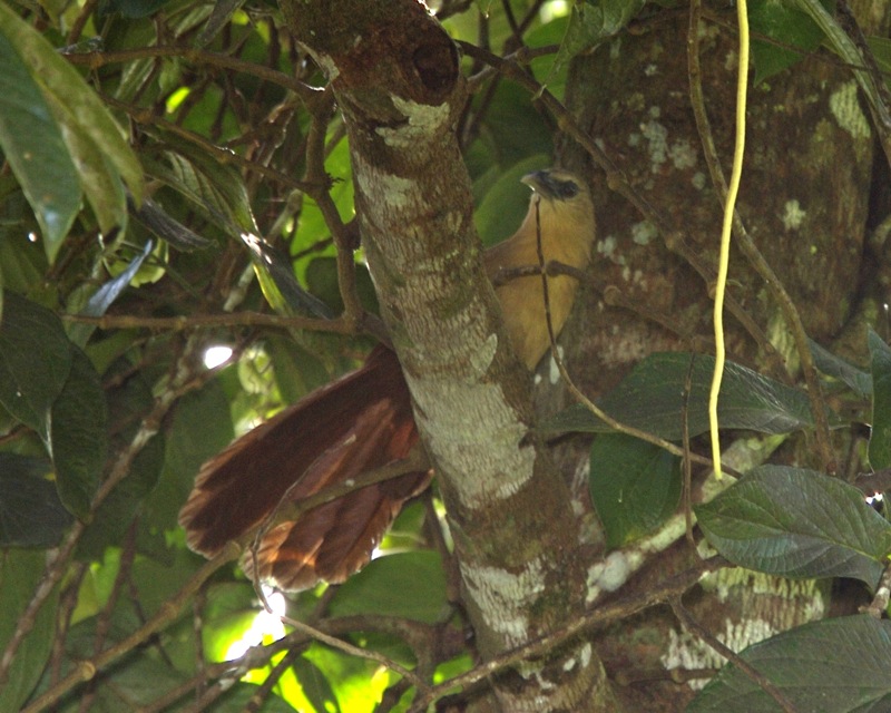Bay Coucal (Centropus celebensis) - Wiki; DISPLAY FULL IMAGE.
