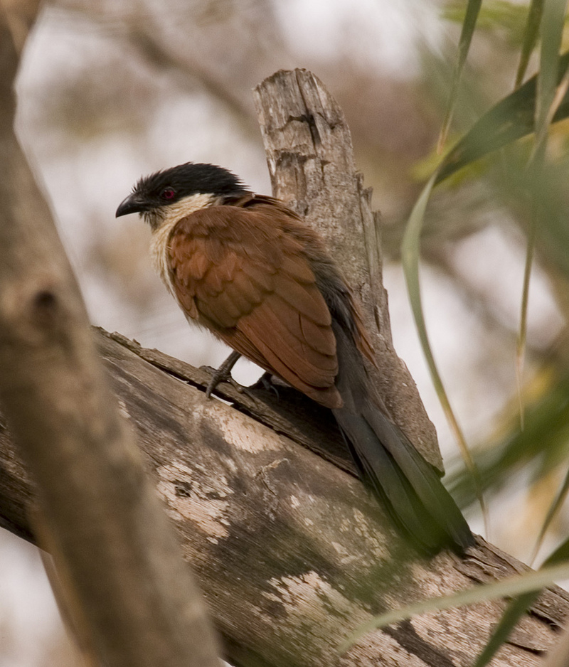 Senegal Coucal (Centropus senegalensis) - Wiki; DISPLAY FULL IMAGE.