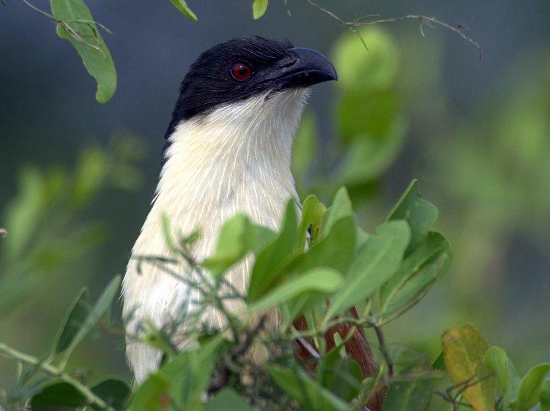 Burchell's Coucal (Centropus burchellii) face; DISPLAY FULL IMAGE.