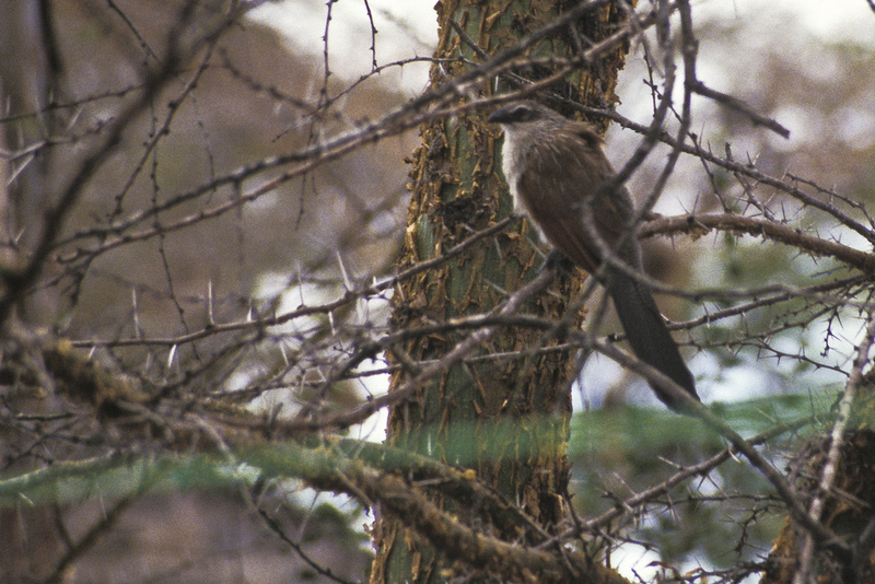 White-browed Coucal (Centropus superciliosus) - Wiki; DISPLAY FULL IMAGE.