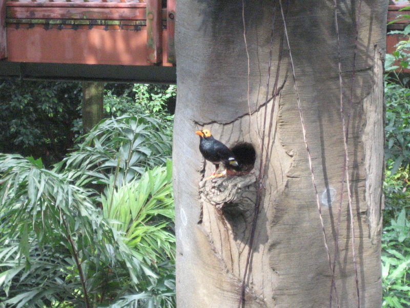 Yellow-faced Myna (Mino dumontii) - Wiki; DISPLAY FULL IMAGE.