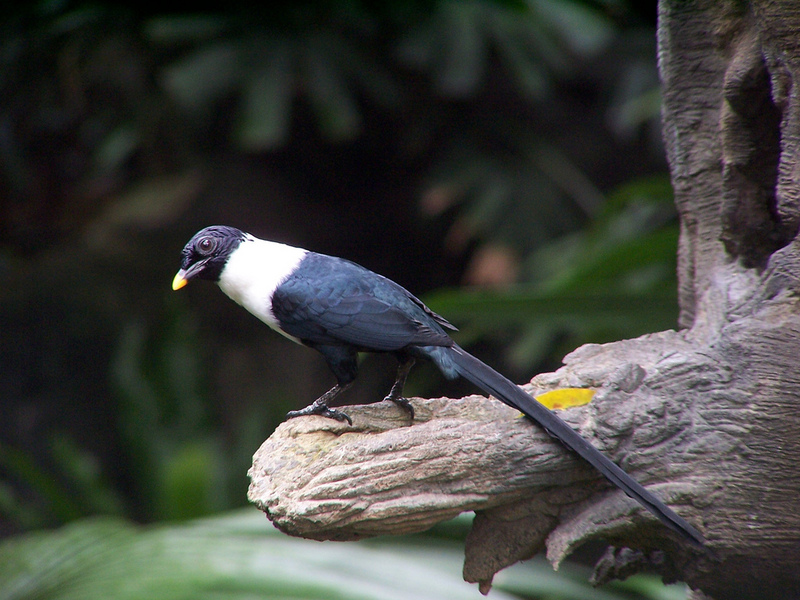 White-necked Myna (Streptocitta albicollis) - Wiki; DISPLAY FULL IMAGE.