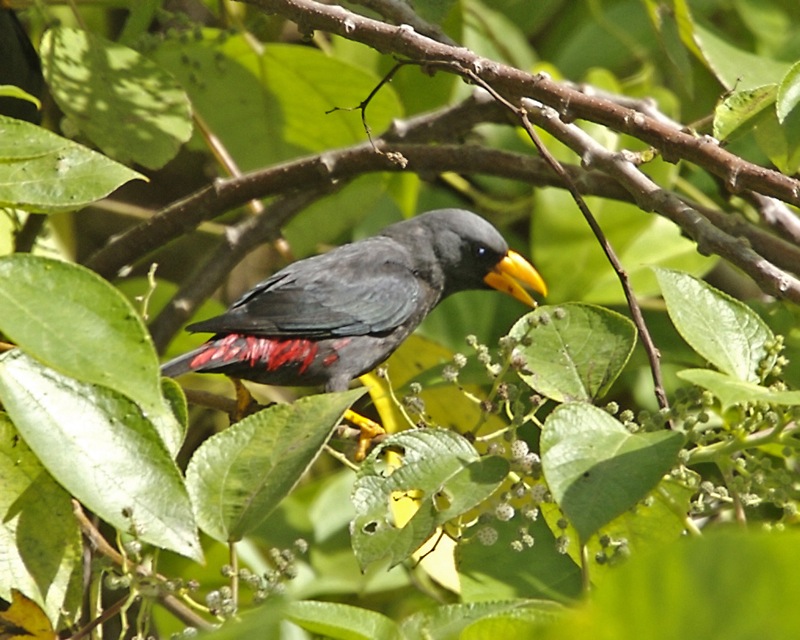 Finch-billed Myna (Scissirostrum dubium) - Wiki; DISPLAY FULL IMAGE.