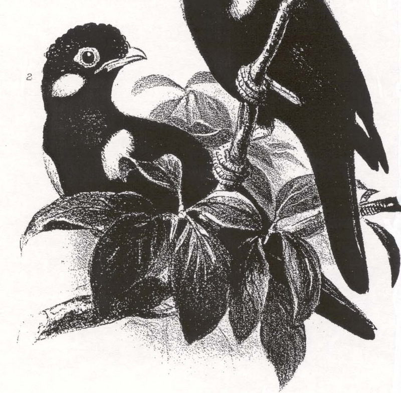 Sulawesi Myna (Basilornis celebensis) - Wiki; DISPLAY FULL IMAGE.
