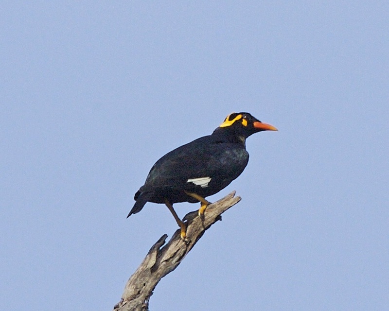 Southern Hill Myna (Gracula indica); DISPLAY FULL IMAGE.