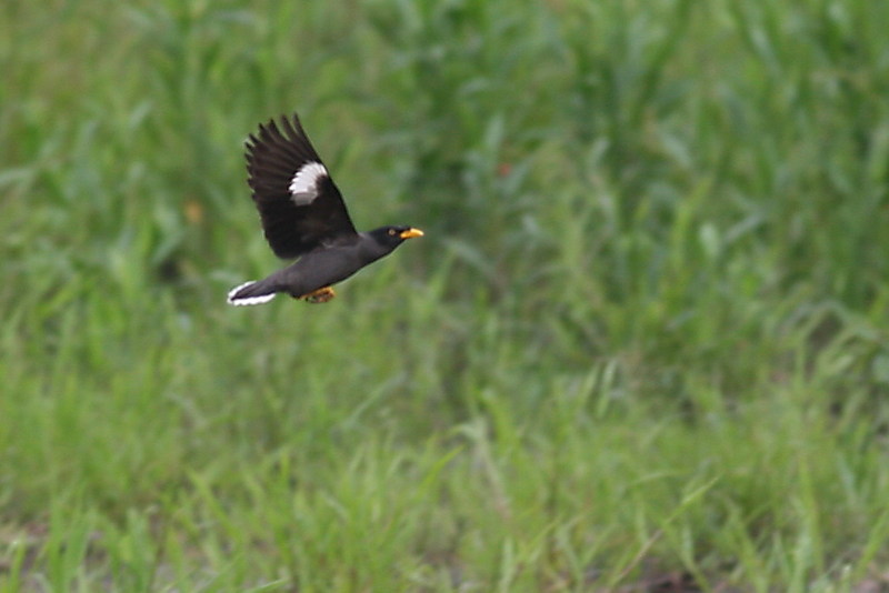 White-vented Myna (Acridotheres grandis) - Wiki; DISPLAY FULL IMAGE.