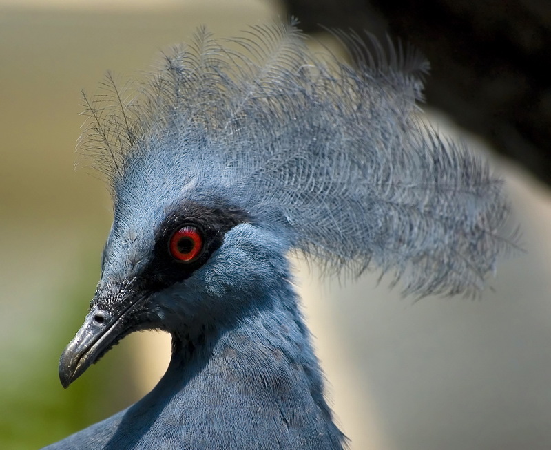 Western Crowned Pigeon (Goura cristata) - Wiki; DISPLAY FULL IMAGE.