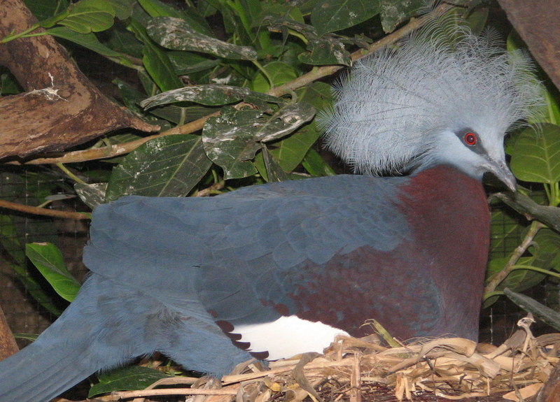 Southern Crowned Pigeon (Goura scheepmakeri) - Wiki; DISPLAY FULL IMAGE.