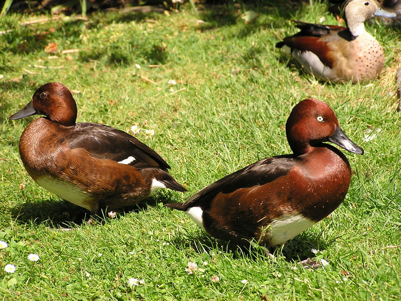 Ferruginous Duck (Aythya nyroca) - Wiki; DISPLAY FULL IMAGE.