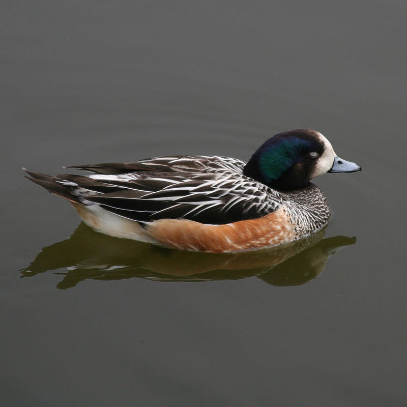 Chiloe Wigeon (Anas sibilatrix) - Wiki; DISPLAY FULL IMAGE.