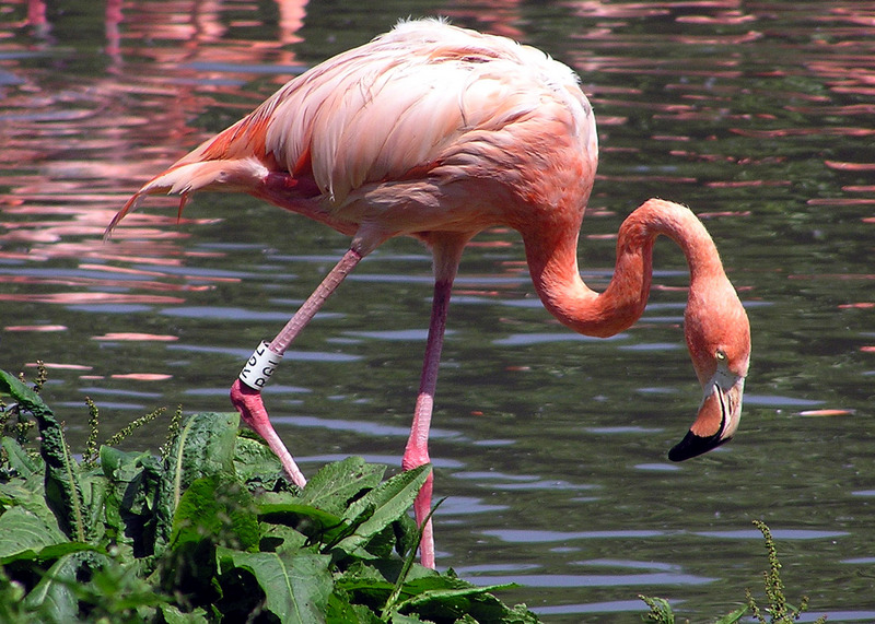 Caribbean Flamingo (Phoenicopterus ruber) - Wiki; DISPLAY FULL IMAGE.