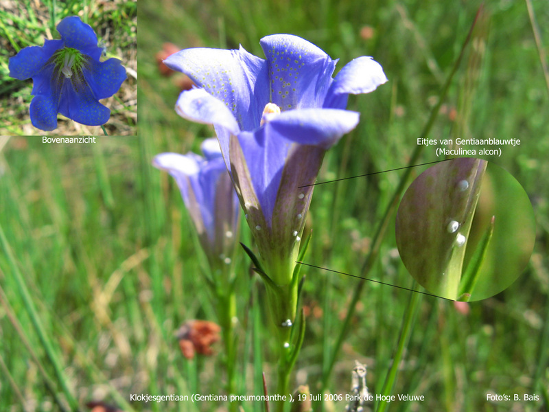 Alcon Blue Butterfly (Maculinea alcon) - Wiki; DISPLAY FULL IMAGE.