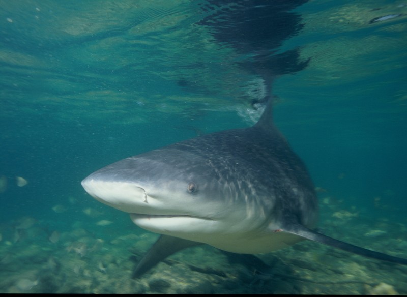 Bull Shark (Carcharhinus leucas), Bahama; DISPLAY FULL IMAGE.