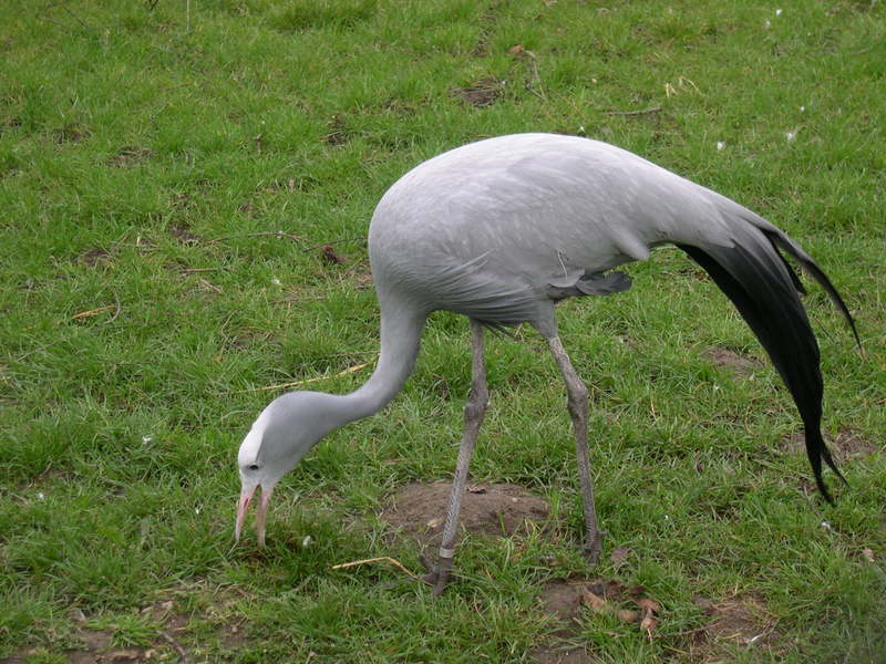 Blue Crane (Anthropoides paradisea) - Wiki; DISPLAY FULL IMAGE.