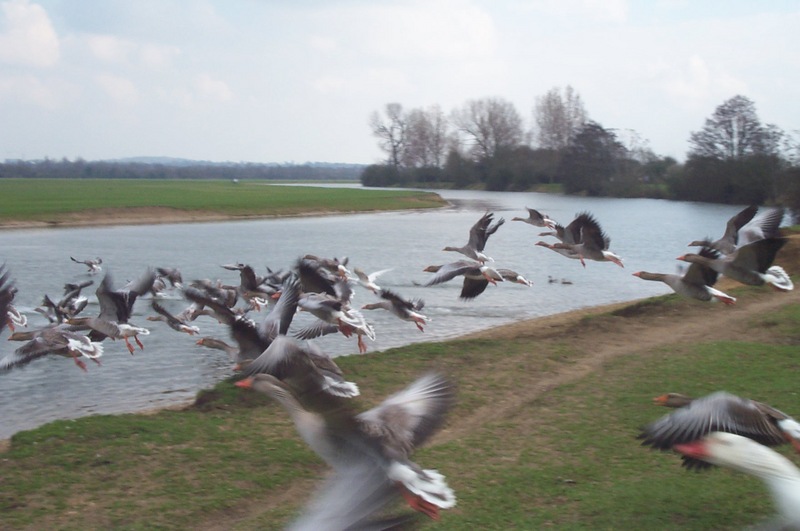 Goose (Part of Family: Anatidae) - Wiki; DISPLAY FULL IMAGE.