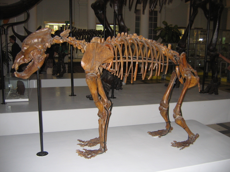 Cave Bear (Ursus spelaeus) - Wiki; DISPLAY FULL IMAGE.