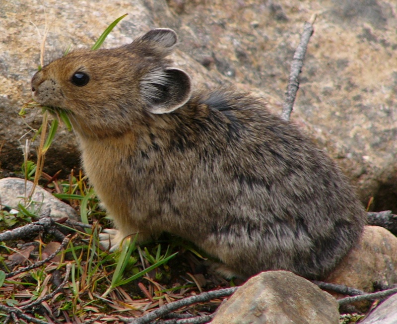 American Pika (Ochotona princeps) - Wiki; DISPLAY FULL IMAGE.