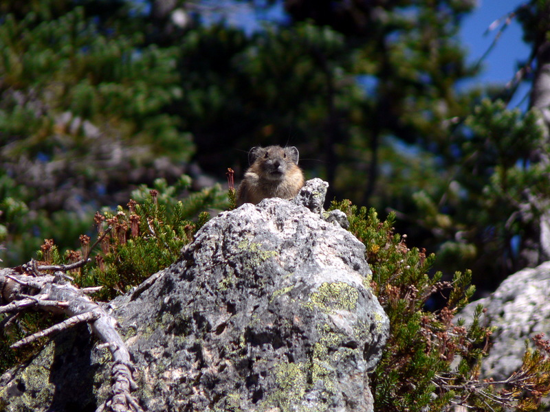 Pika (Family: Ochotonidae) - Wiki; DISPLAY FULL IMAGE.