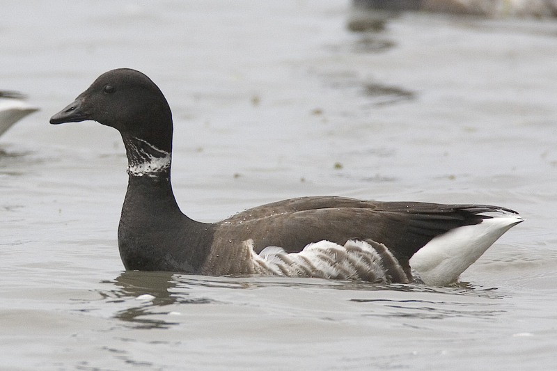 Brent Goose, Brant (Branta bernicla) - Wiki; DISPLAY FULL IMAGE.