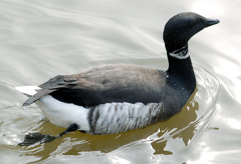 Black Brant, Pacific Brent Goose (Branta bernicla nigricans) - Wiki; DISPLAY FULL IMAGE.