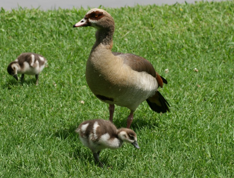 Egyptian Goose (Alopochen aegyptiacus) - Wiki; DISPLAY FULL IMAGE.