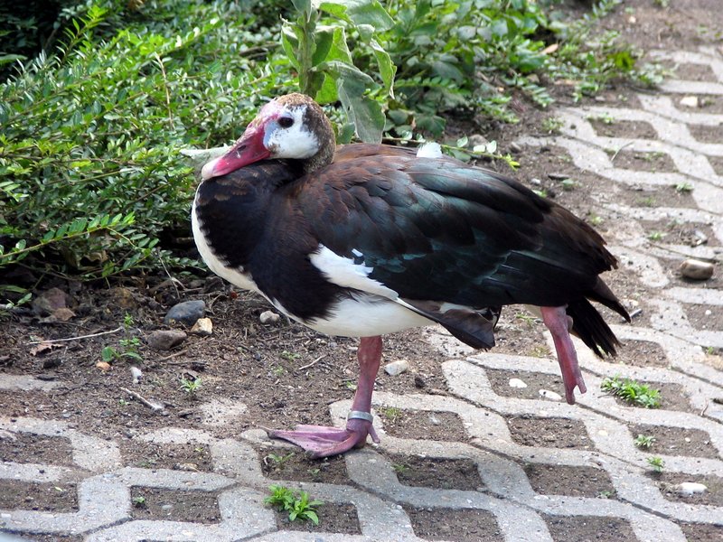 Spur-winged Goose (Plectropterus gambensis) - Wiki; DISPLAY FULL IMAGE.
